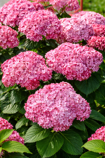 Гортензия древовидная Стенд Ап Пинк|Hydrangea arborescens CB® Stand Up Pink|Гортензія деревовидна Стенд Ап Пінк